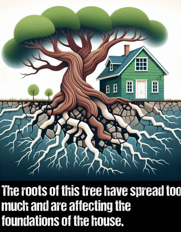 tree: The roots of this tree have spread too much and are affecting the foundations of the house.