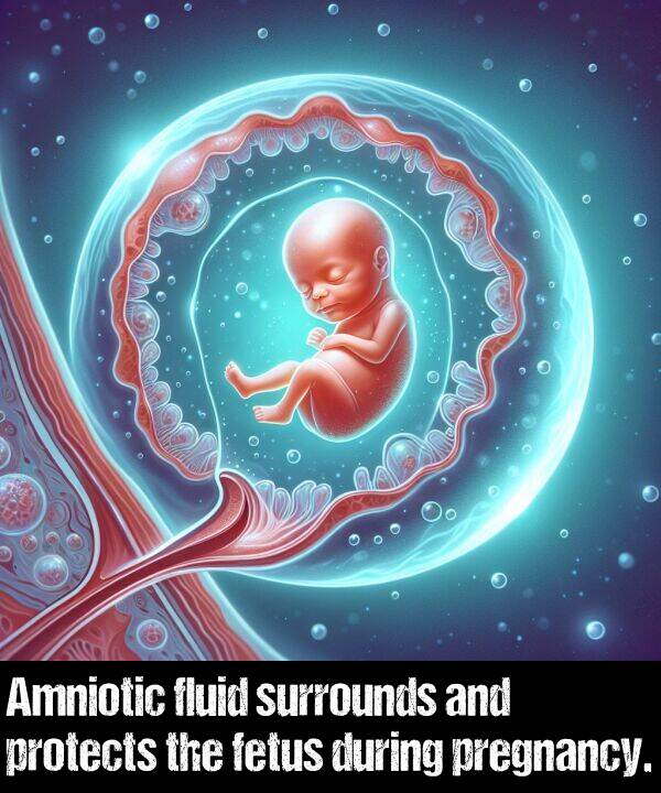 protects: Amniotic fluid surrounds and protects the fetus during pregnancy.