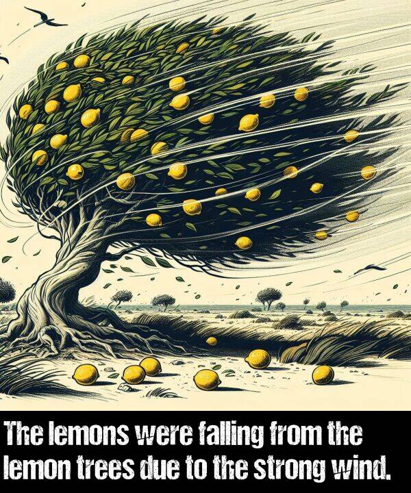 were: The lemons were falling from the lemon trees due to the strong wind.