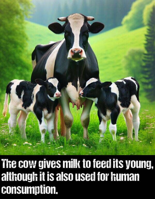 although: The cow gives milk to feed its young, although it is also used for human consumption.