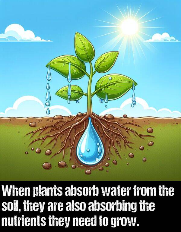 nutrients: When plants absorb water from the soil, they are also absorbing the nutrients they need to grow.