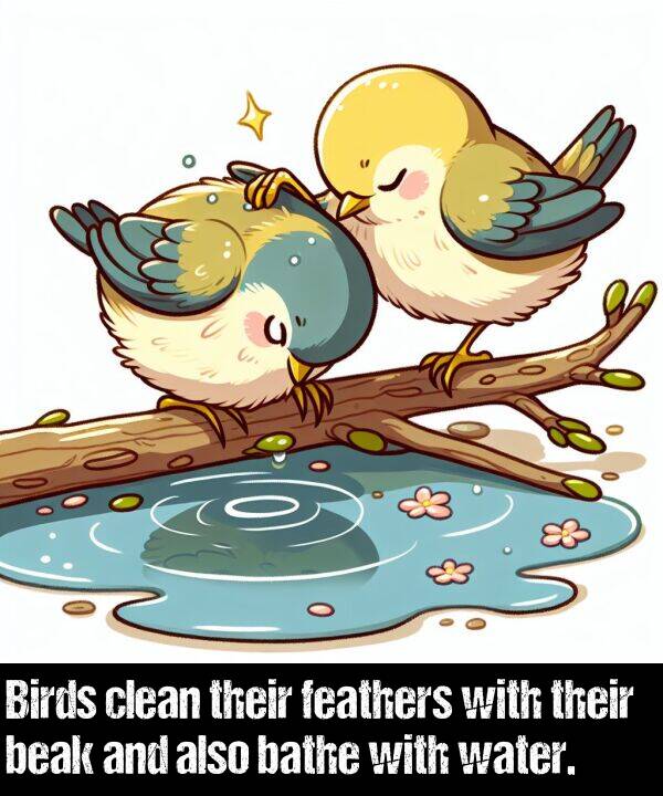 bathe: Birds clean their feathers with their beak and also bathe with water.