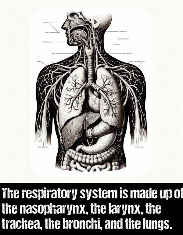 bronchi: The respiratory system is made up of the nasopharynx, the larynx, the trachea, the bronchi, and the lungs.