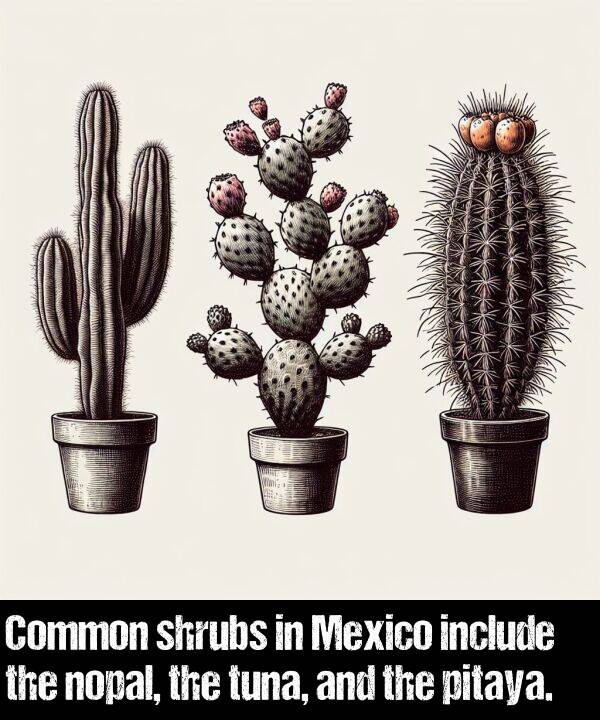 include: Common shrubs in Mexico include the nopal, the tuna, and the pitaya.