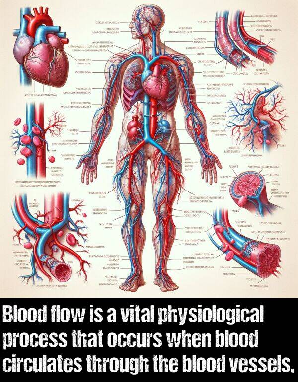 vital: Blood flow is a vital physiological process that occurs when blood circulates through the blood vessels.