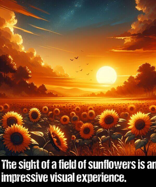 sight: The sight of a field of sunflowers is an impressive visual experience.