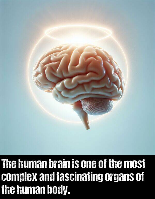 body: The human brain is one of the most complex and fascinating organs of the human body.