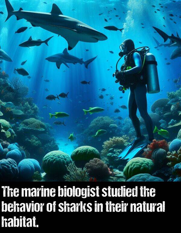 biologist: The marine biologist studied the behavior of sharks in their natural habitat.