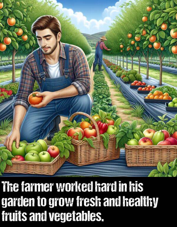 fruits: The farmer worked hard in his garden to grow fresh and healthy fruits and vegetables.