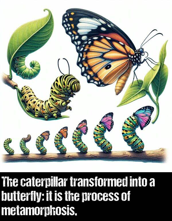 butterfly: The caterpillar transformed into a butterfly: it is the process of metamorphosis.