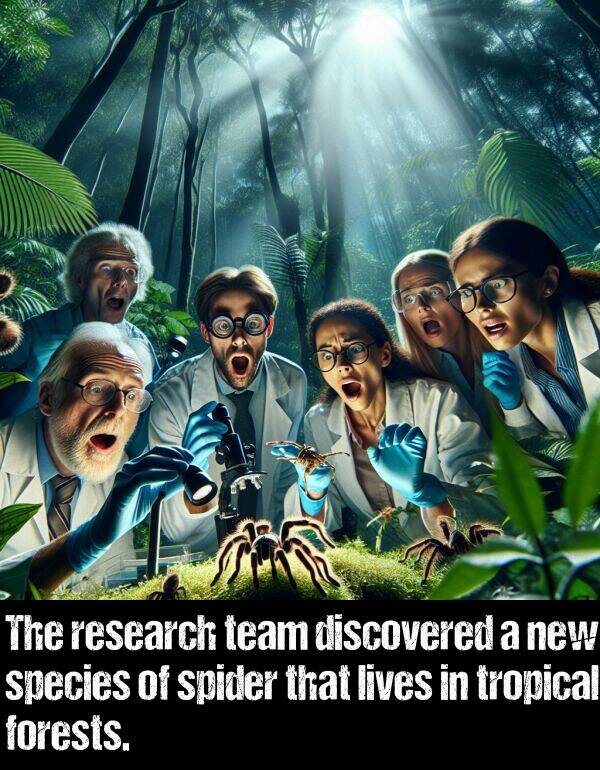 lives: The research team discovered a new species of spider that lives in tropical forests.