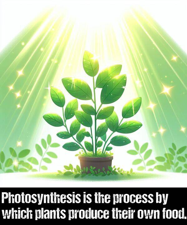 their: Photosynthesis is the process by which plants produce their own food.