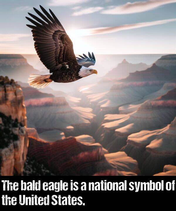 national: The bald eagle is a national symbol of the United States.