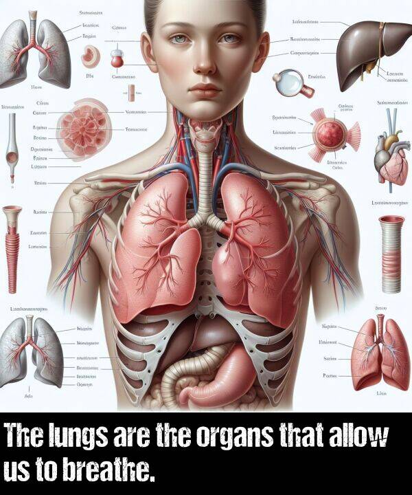 lungs: The lungs are the organs that allow us to breathe.