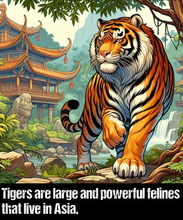 large: Tigers are large and powerful felines that live in Asia.