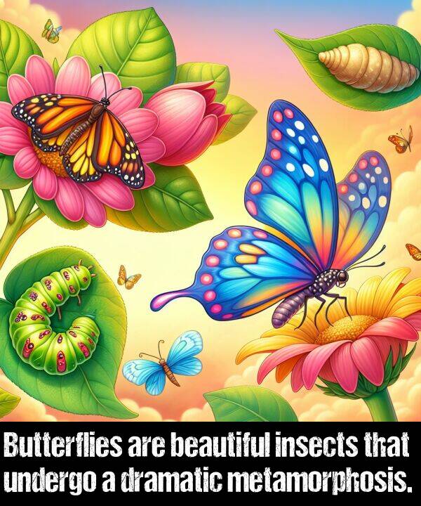 insects: Butterflies are beautiful insects that undergo a dramatic metamorphosis.