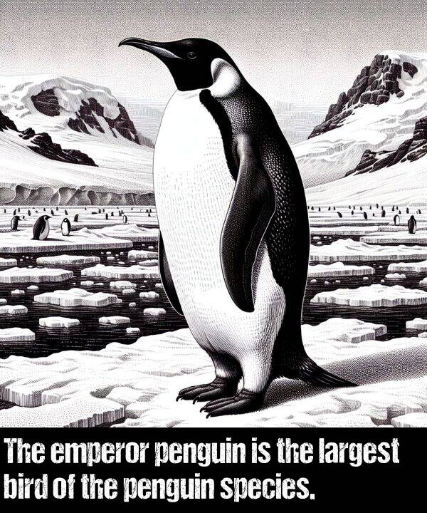 bird: The emperor penguin is the largest bird of the penguin species.