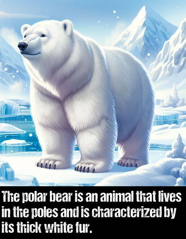 poles: The polar bear is an animal that lives in the poles and is characterized by its thick white fur.