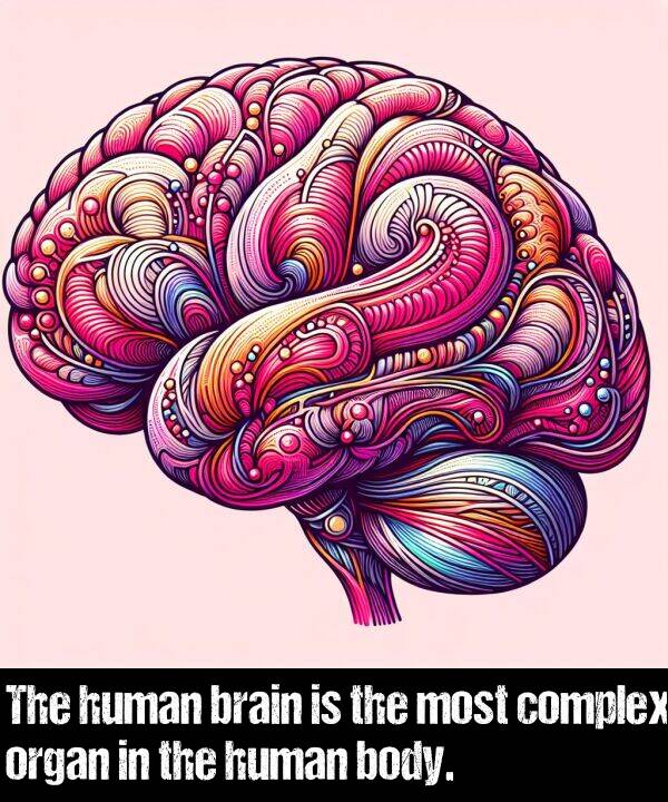 body: The human brain is the most complex organ in the human body.