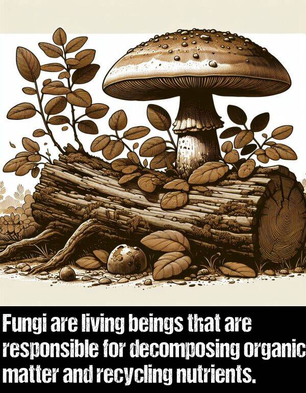 nutrients: Fungi are living beings that are responsible for decomposing organic matter and recycling nutrients.