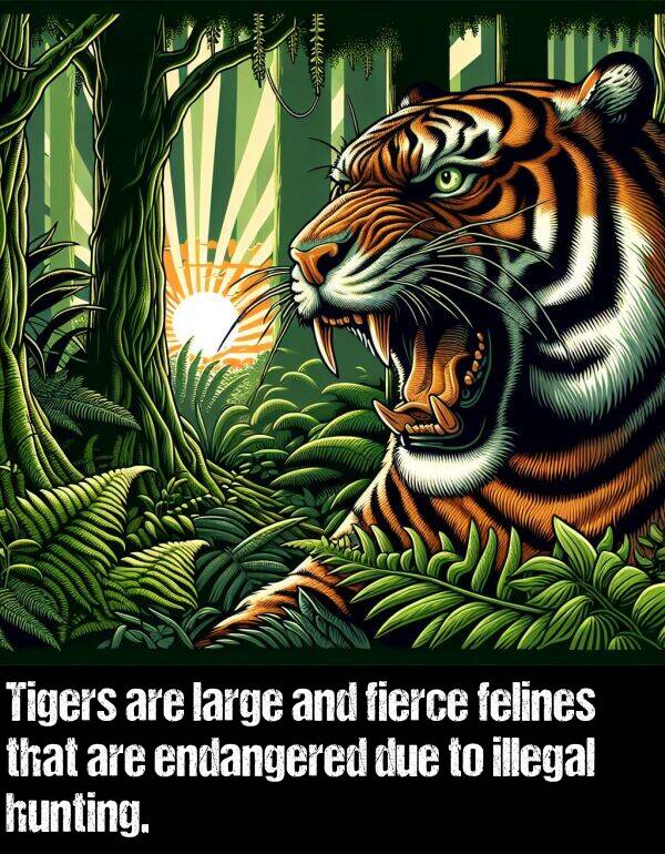 large: Tigers are large and fierce felines that are endangered due to illegal hunting.