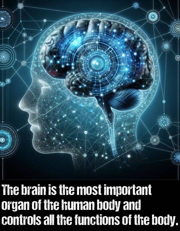 body: The brain is the most important organ of the human body and controls all the functions of the body.