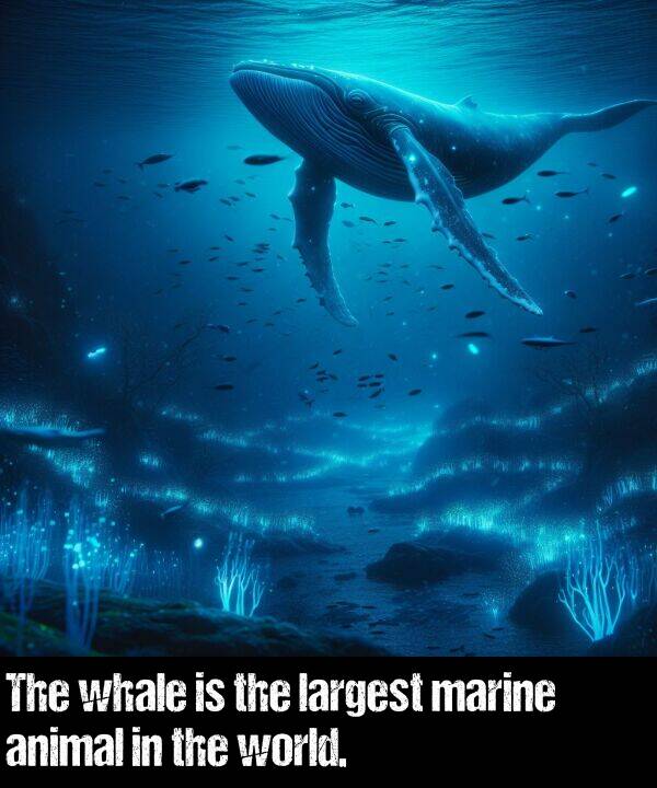 animal: The whale is the largest marine animal in the world.