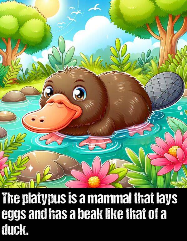 beak: The platypus is a mammal that lays eggs and has a beak like that of a duck.