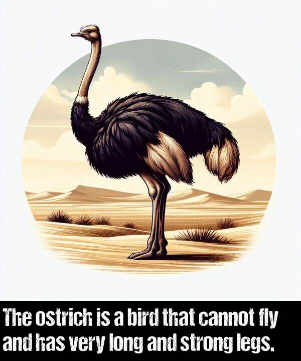 cannot: The ostrich is a bird that cannot fly and has very long and strong legs.