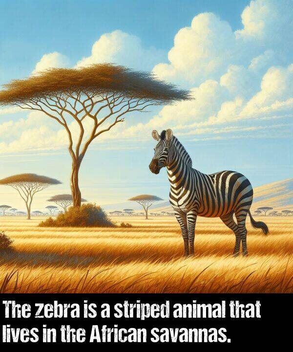 lives: The zebra is a striped animal that lives in the African savannas.