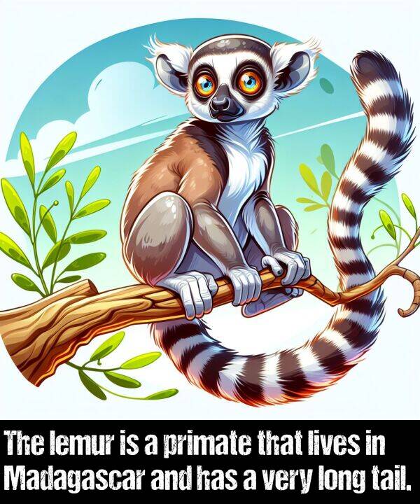 lemur: The lemur is a primate that lives in Madagascar and has a very long tail.