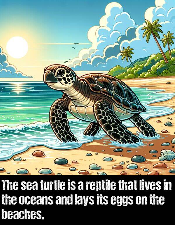 lives: The sea turtle is a reptile that lives in the oceans and lays its eggs on the beaches.