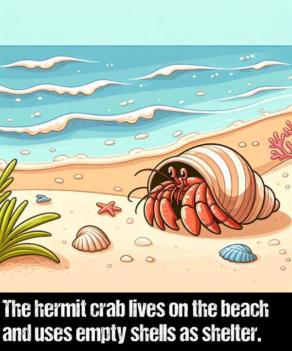 beach: The hermit crab lives on the beach and uses empty shells as shelter.