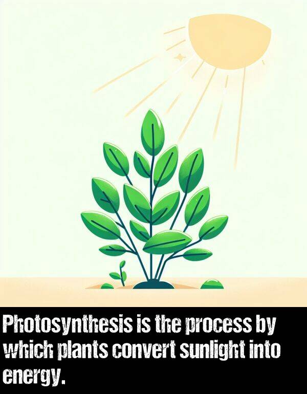 energy: Photosynthesis is the process by which plants convert sunlight into energy.