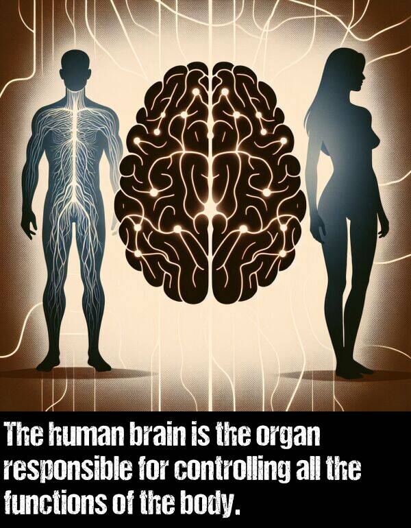 body: The human brain is the organ responsible for controlling all the functions of the body.