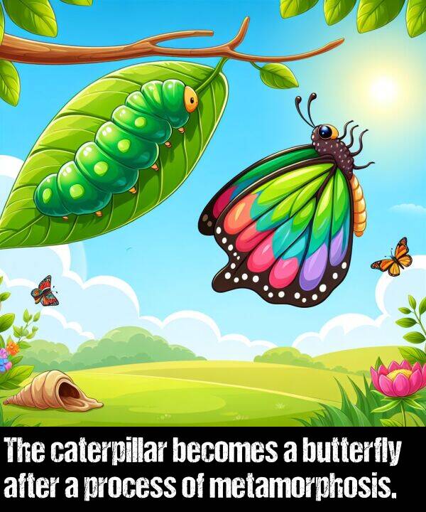 butterfly: The caterpillar becomes a butterfly after a process of metamorphosis.