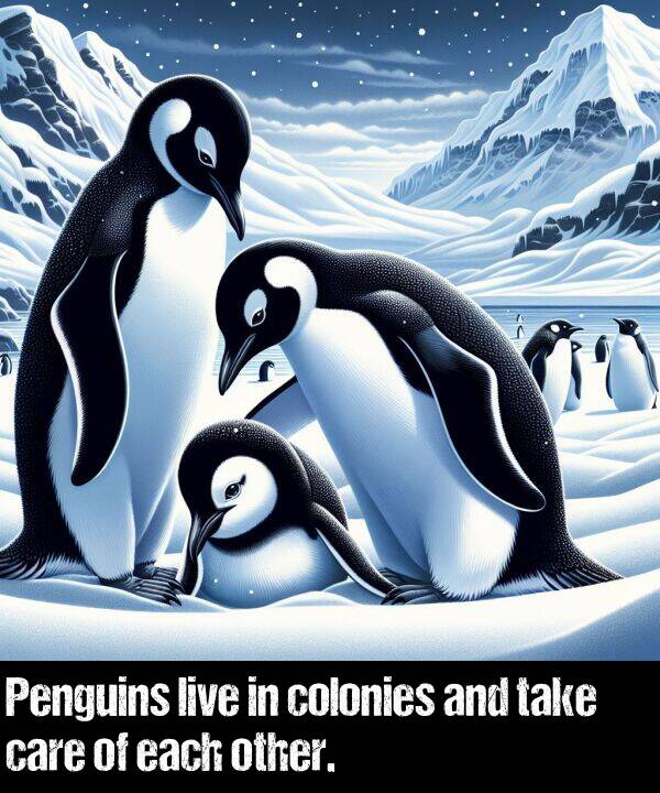 live: Penguins live in colonies and take care of each other.