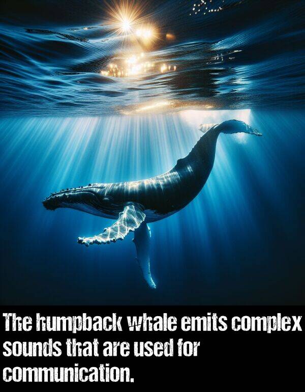 used: The humpback whale emits complex sounds that are used for communication.