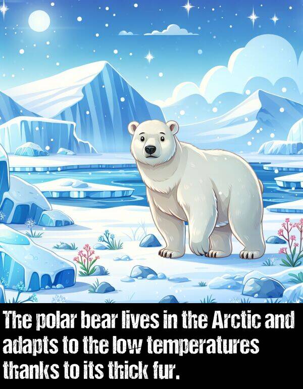 polar: The polar bear lives in the Arctic and adapts to the low temperatures thanks to its thick fur.