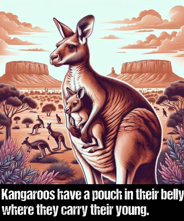 belly: Kangaroos have a pouch in their belly where they carry their young.