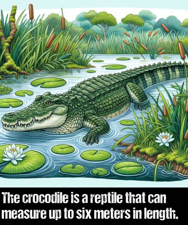 length: The crocodile is a reptile that can measure up to six meters in length.