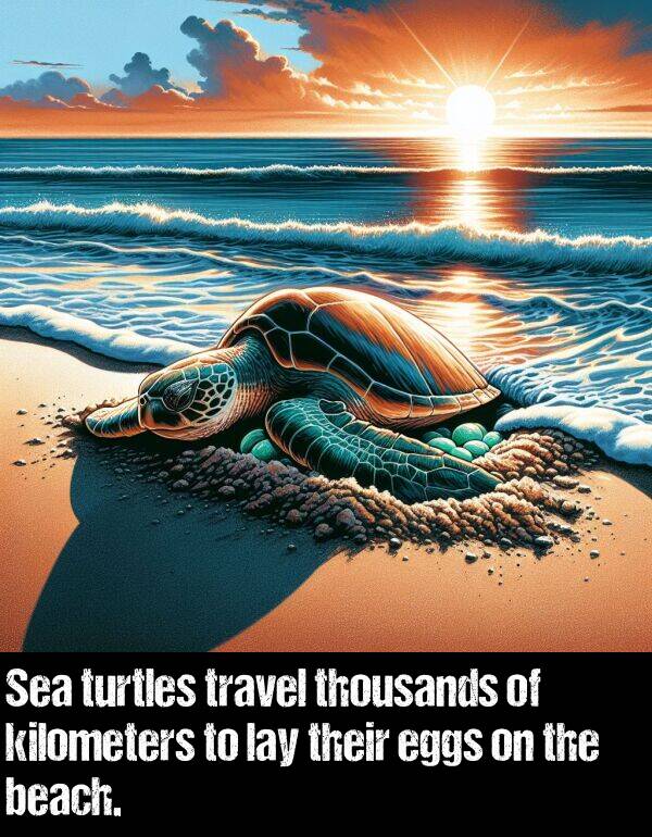 beach: Sea turtles travel thousands of kilometers to lay their eggs on the beach.