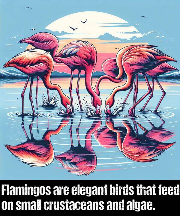 crustaceans: Flamingos are elegant birds that feed on small crustaceans and algae.