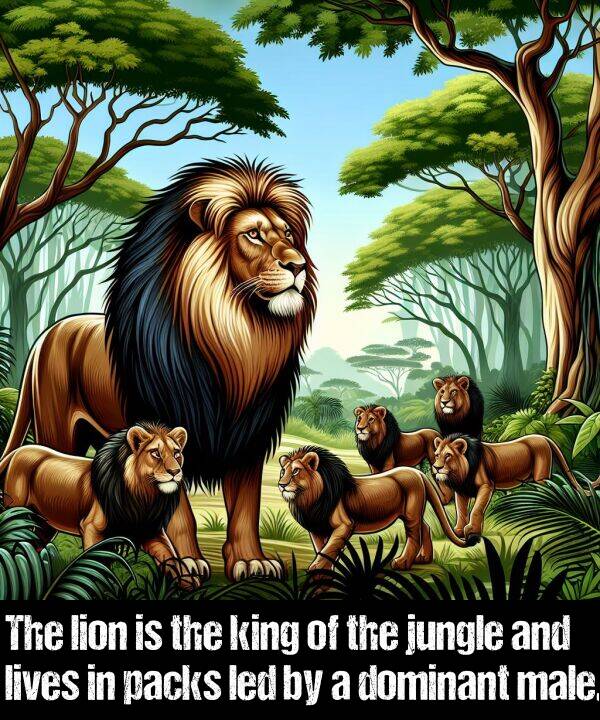 lion: The lion is the king of the jungle and lives in packs led by a dominant male.