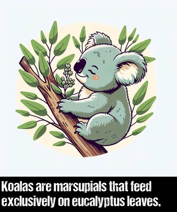 marsupials: Koalas are marsupials that feed exclusively on eucalyptus leaves.