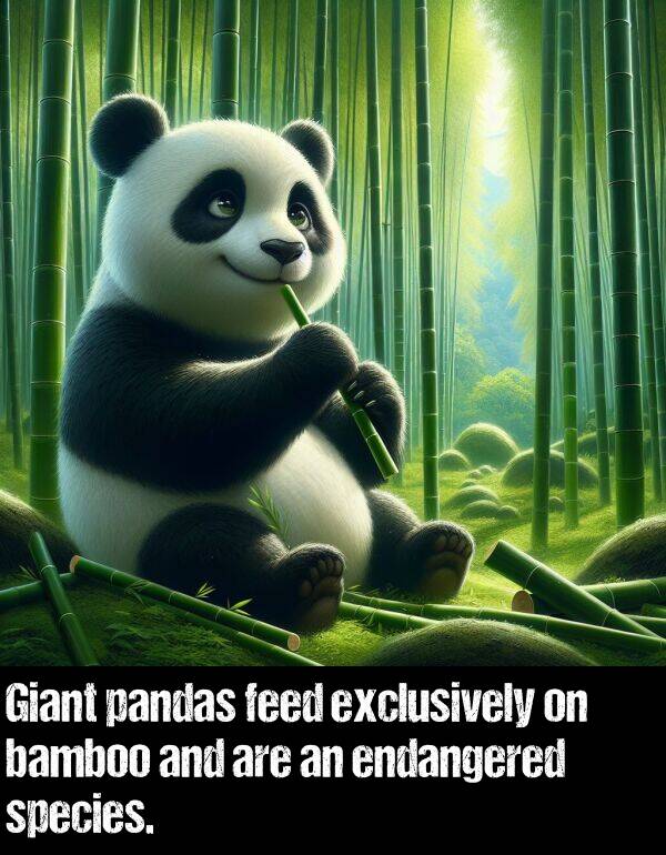 endangered: Giant pandas feed exclusively on bamboo and are an endangered species.