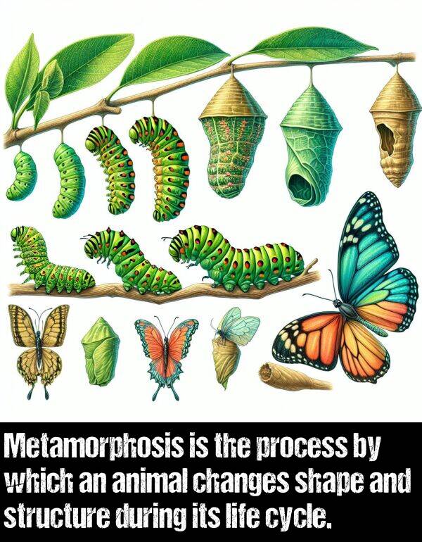 shape: Metamorphosis is the process by which an animal changes shape and structure during its life cycle.