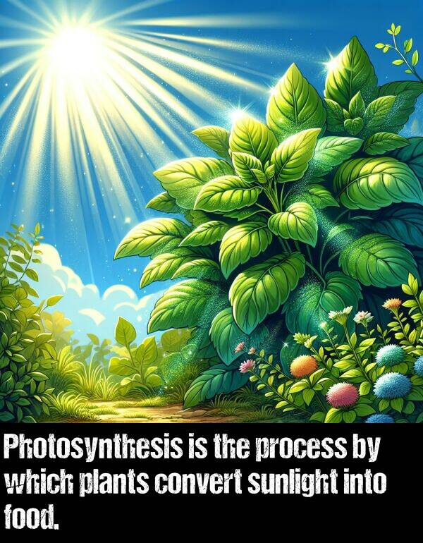 convert: Photosynthesis is the process by which plants convert sunlight into food.