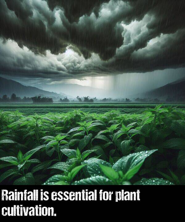 cultivation: Rainfall is essential for plant cultivation.