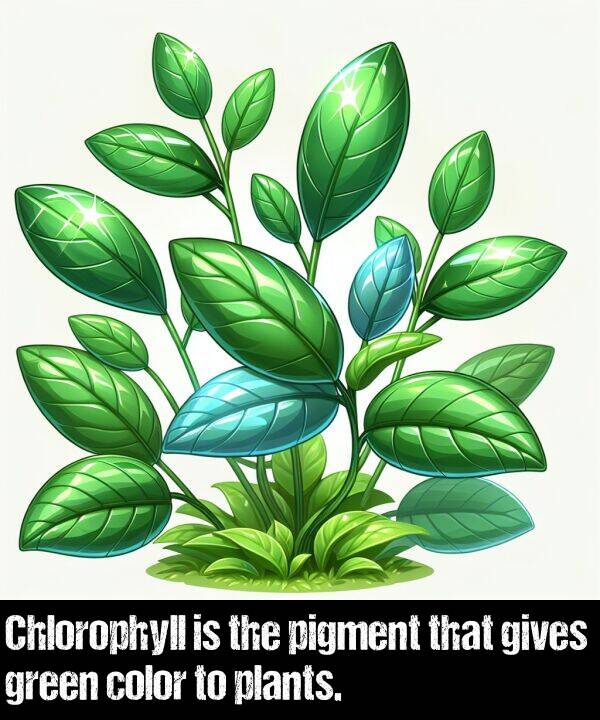 gives: Chlorophyll is the pigment that gives green color to plants.